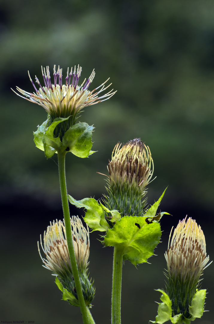 Fleur 