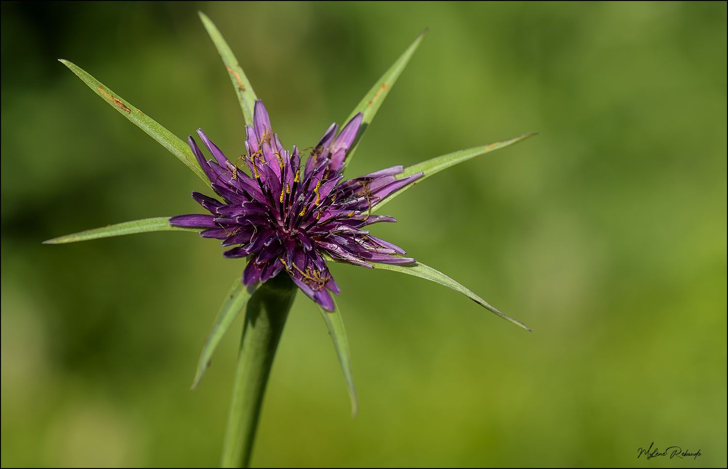 fleur