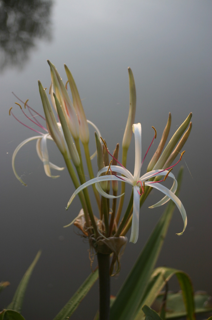 fleur au bord du lac