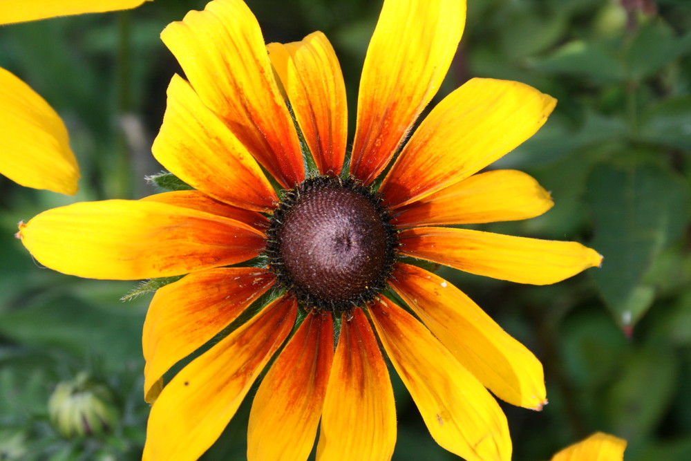 fleur au couleur du soleil