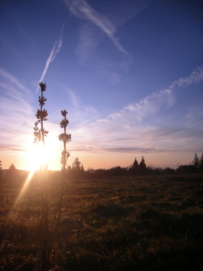 Fleur au lever du soleil.