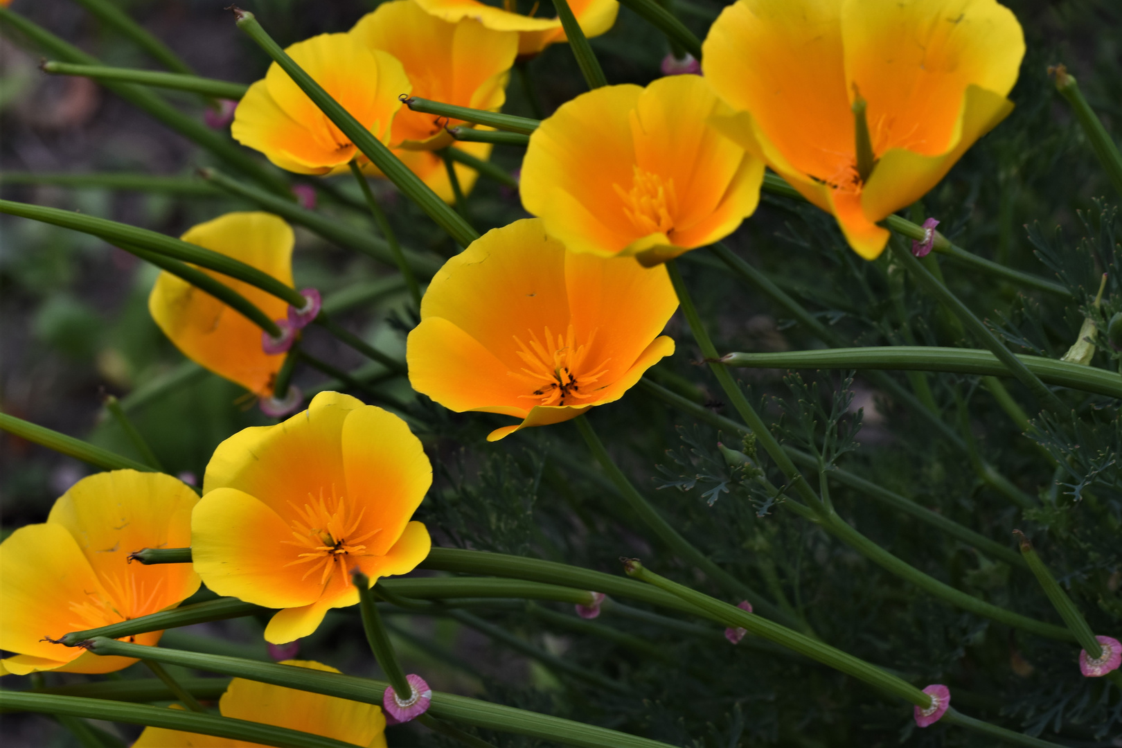 Fleur aux couleurs saturées