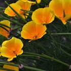 Fleur aux couleurs saturées