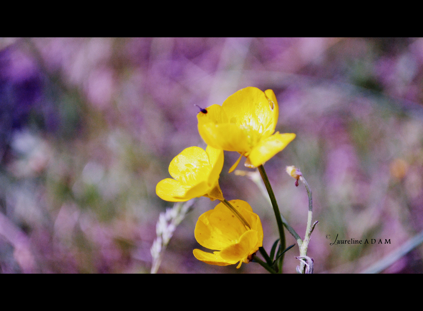 Fleur avec insecte