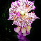 Fleur avec un parapluie