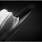 fleur blanc