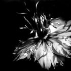 Fleur blanc-noir