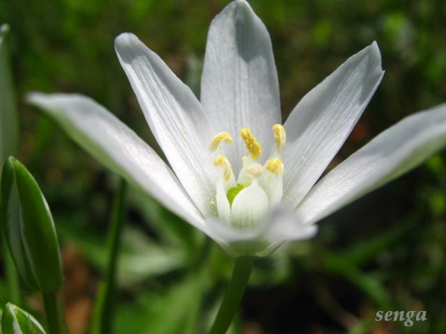 fleur blanche