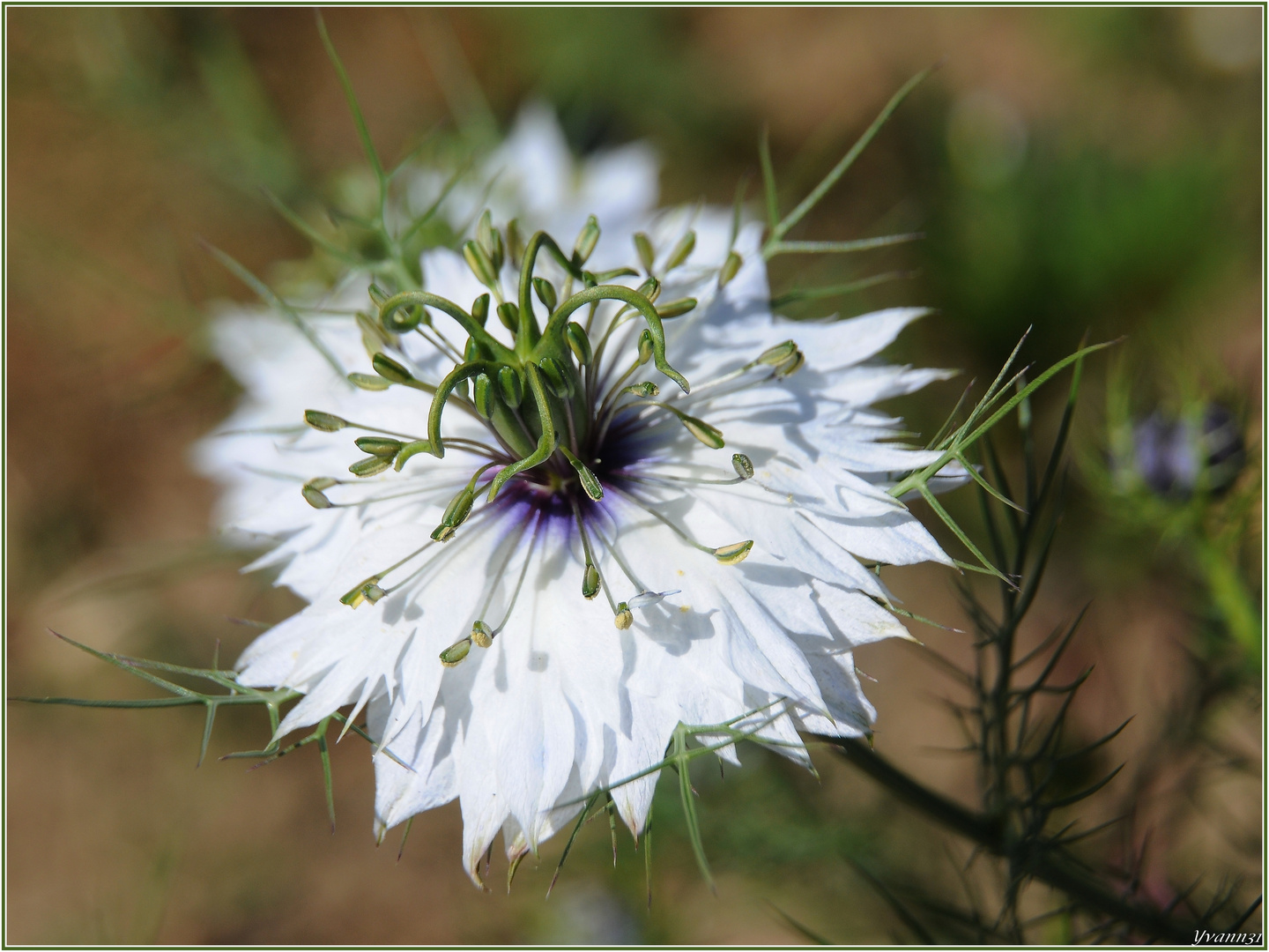 Fleur blanche