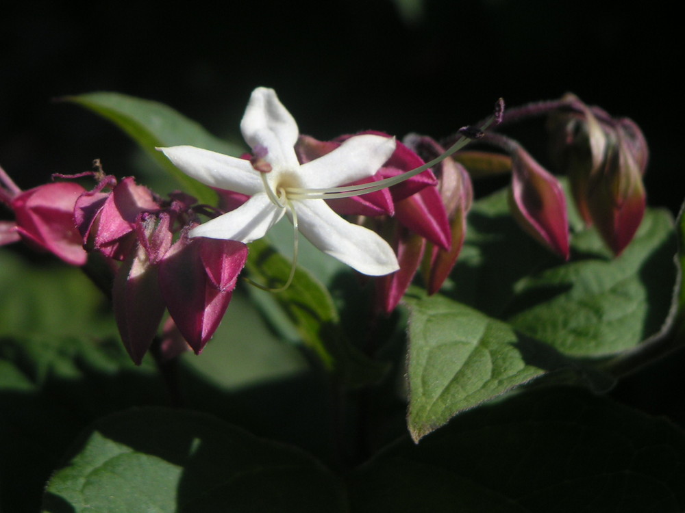 fleur blanche