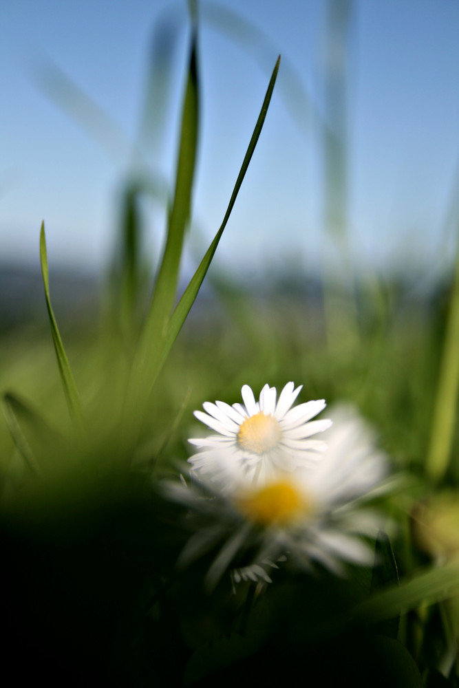 Fleur blanche