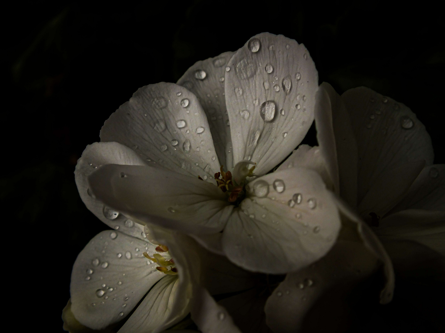 Fleur blanche eau