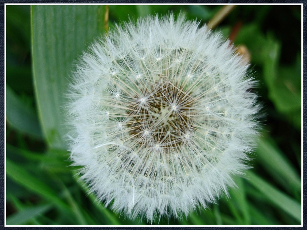 fleur blanche