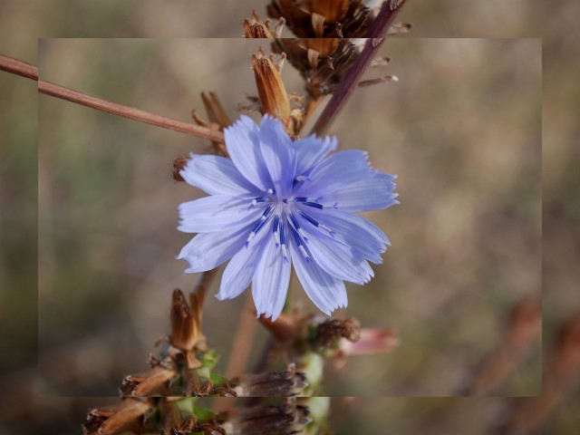 fleur bleu