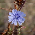 fleur bleu