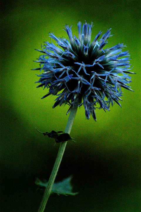 Fleur Bleu