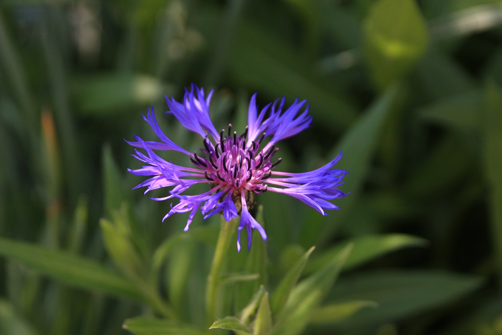 fleur bleu