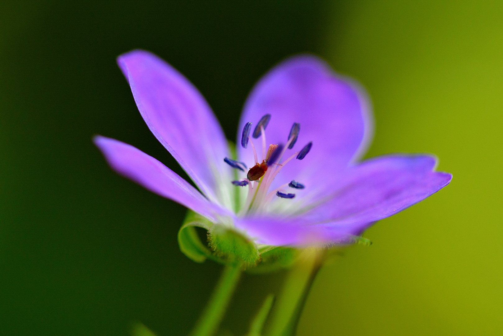 fleur bleu avec une petite bébête dedant