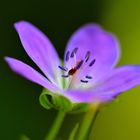 fleur bleu avec une petite bébête dedant