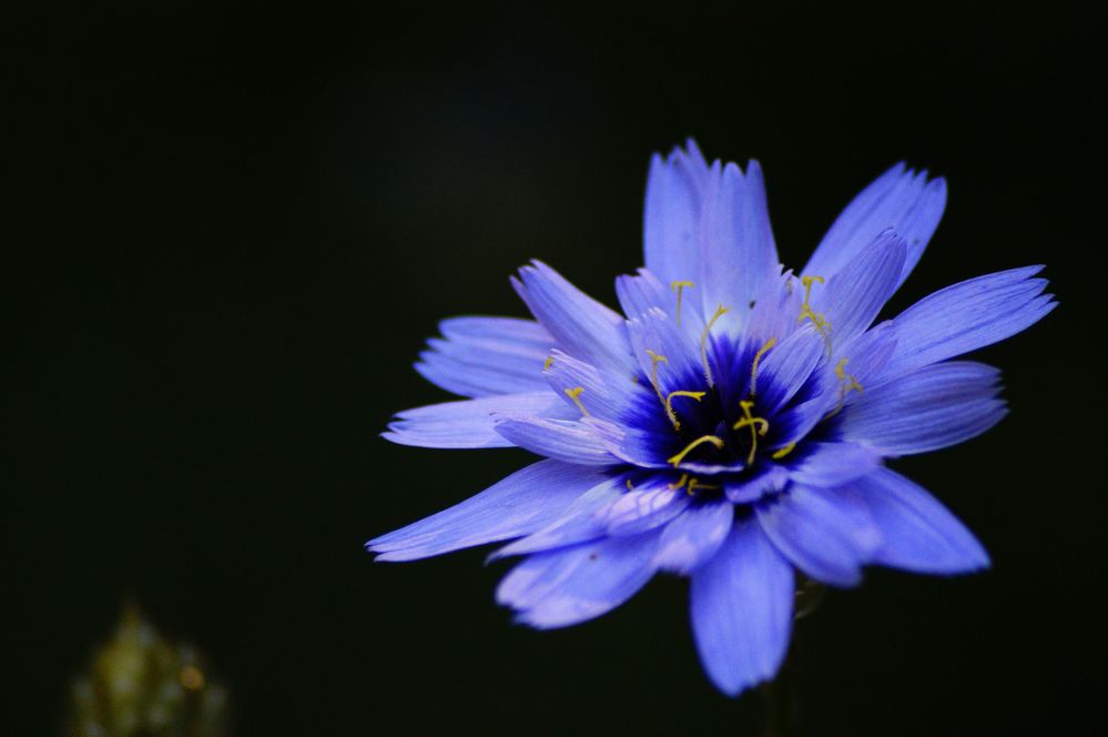 Fleur bleu