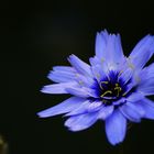 Fleur bleu