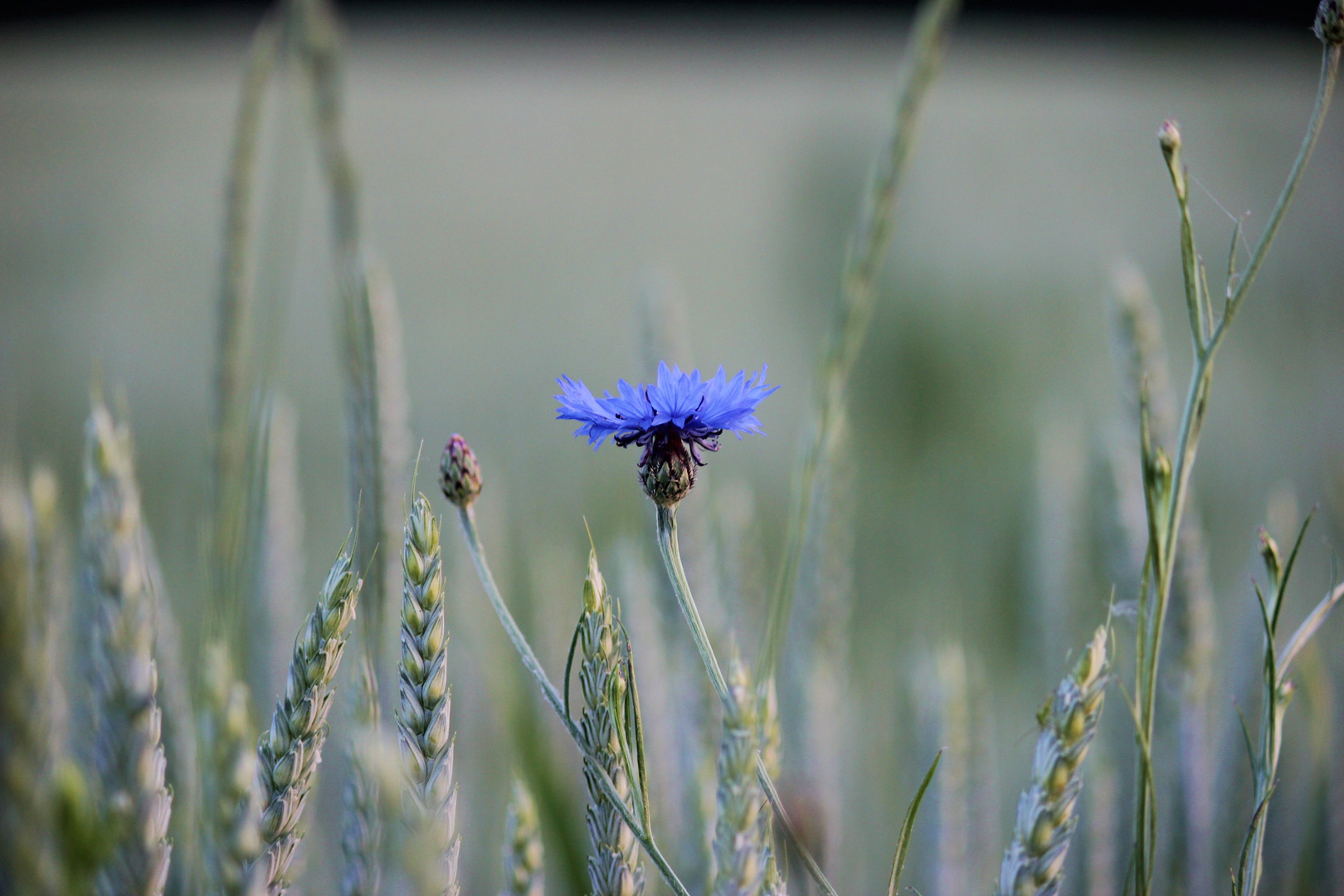 fleur bleu