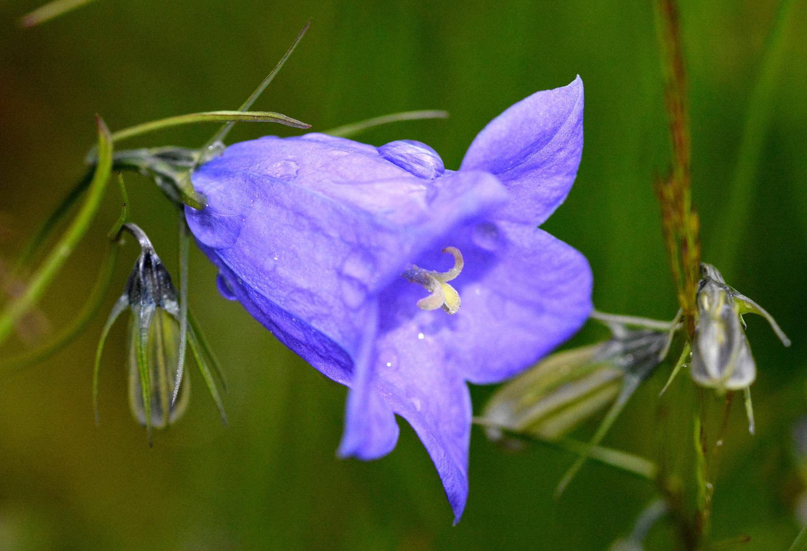 fleur bleu sous la rosée