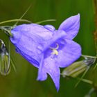 fleur bleu sous la rosée