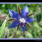 fleur bleue