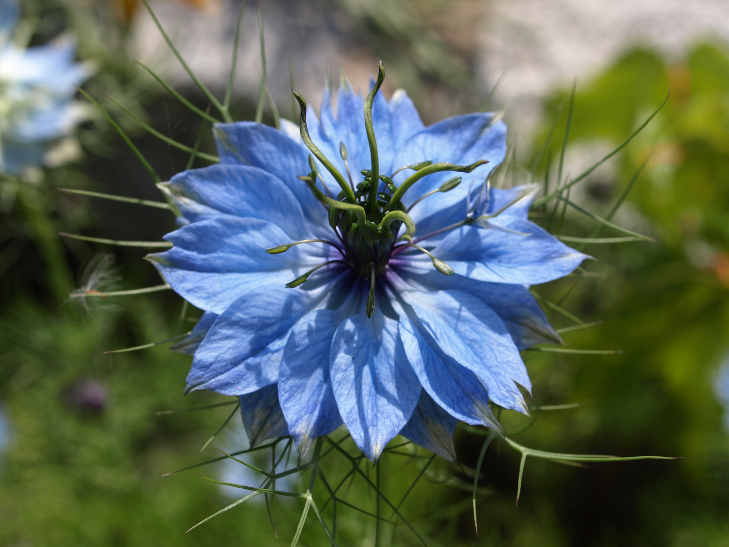 Fleur bleue