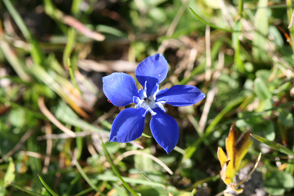 fleur bleue