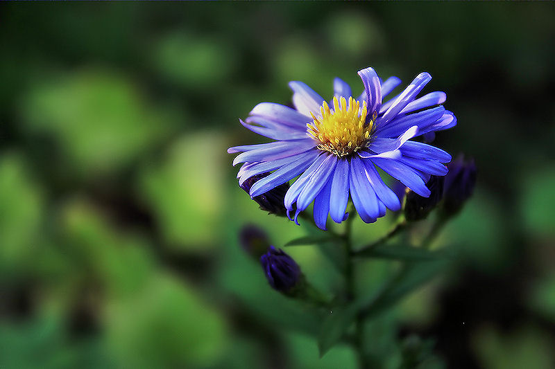 fleur bleue