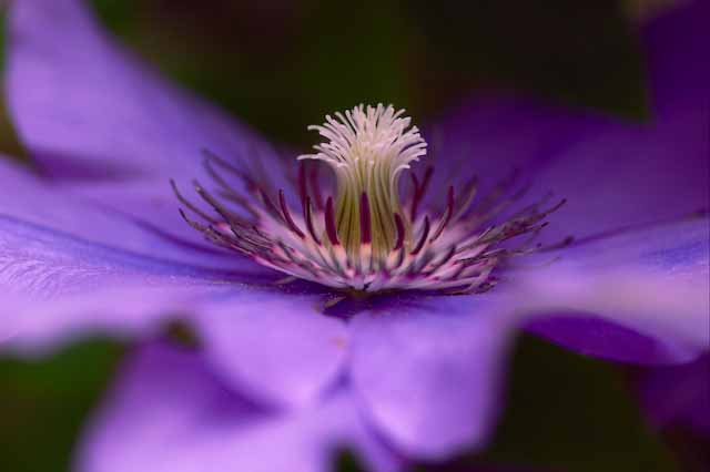 fleur bleue