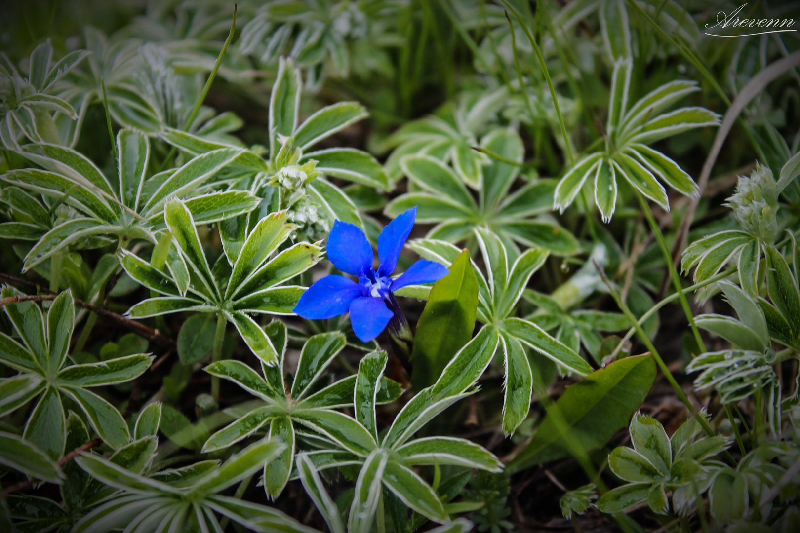 Fleur Bleue