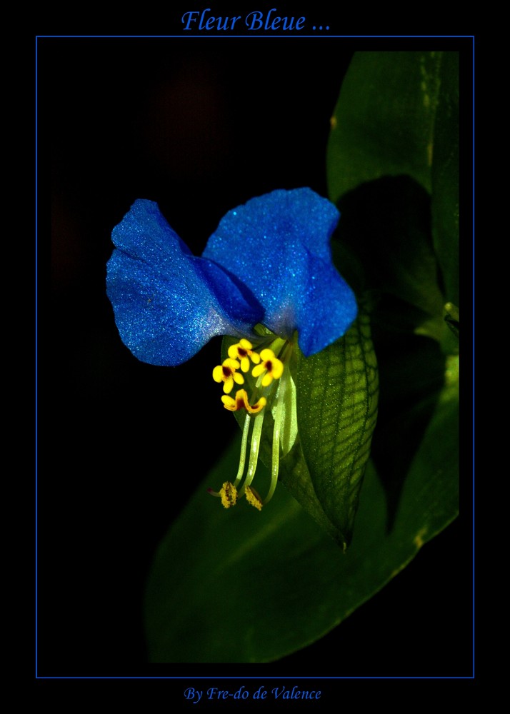 Fleur bleue ...