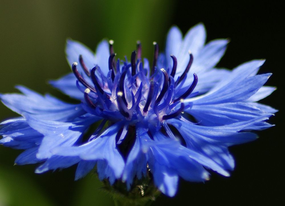 Fleur bleue