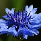 Fleur bleue