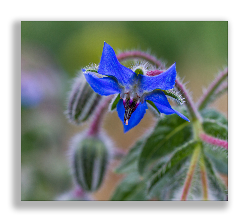 Fleur bleue