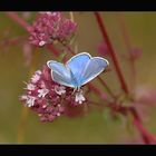 "Fleur bleue"