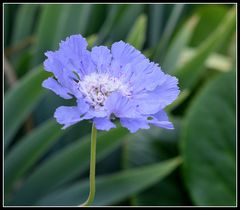 fleur bleue