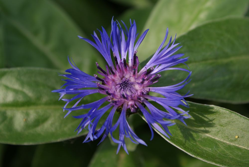 fleur bleue von helene a 