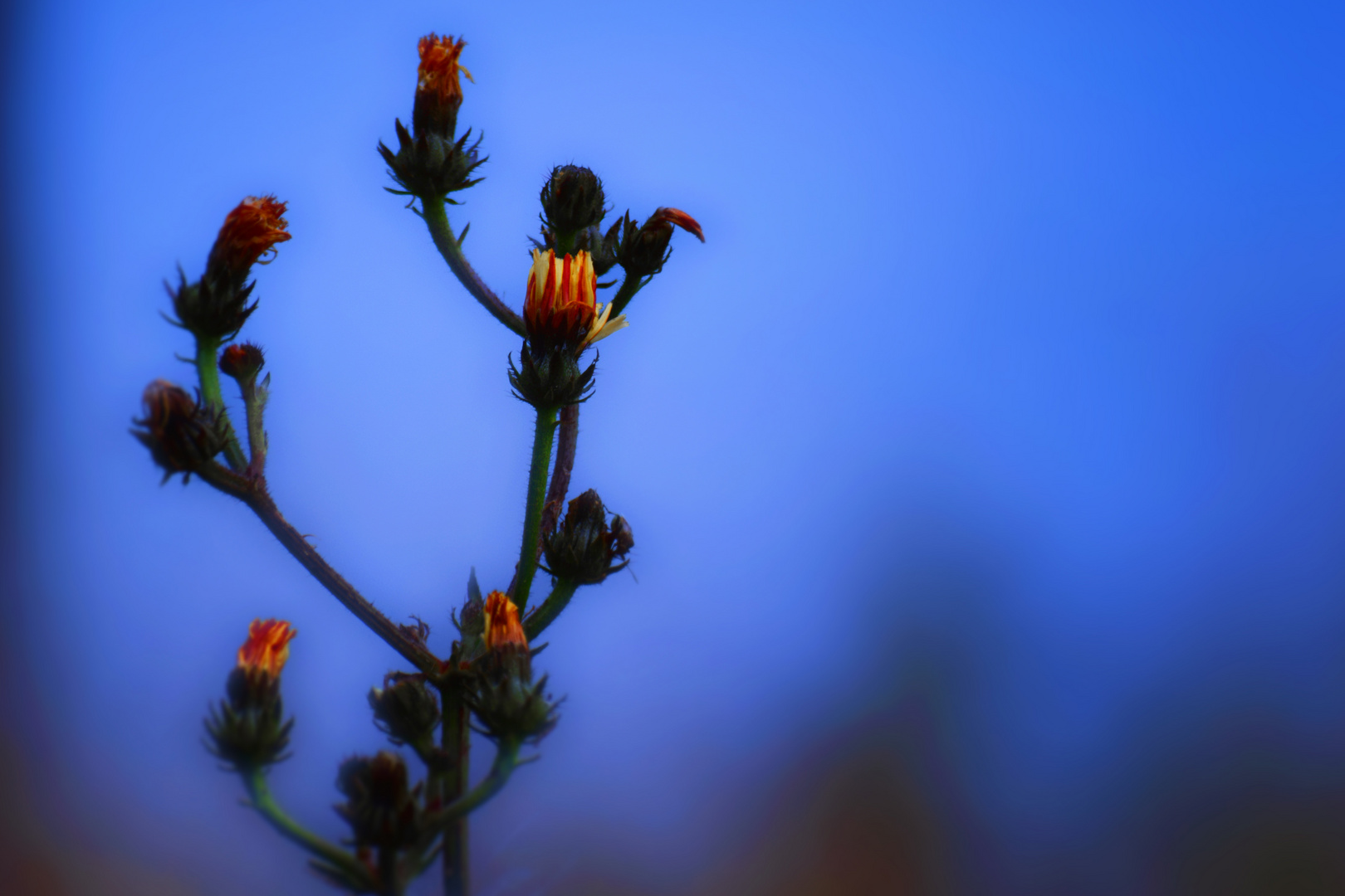 Fleur bleue...