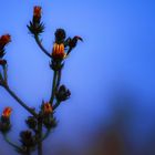 Fleur bleue...