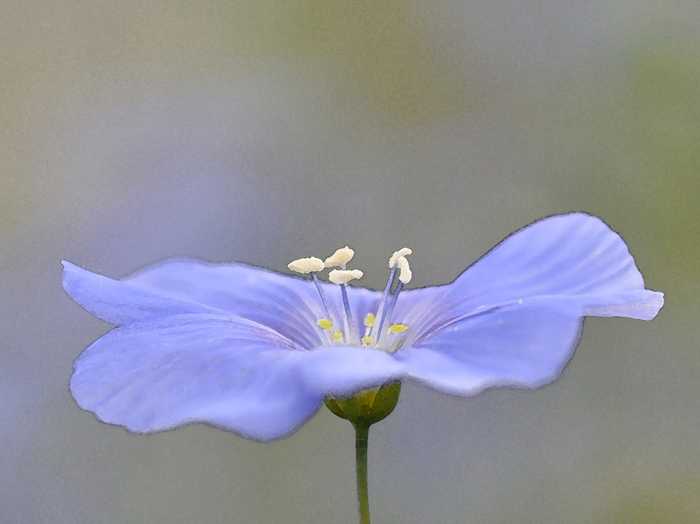 Fleur bleue Aquarelle