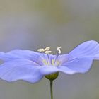 Fleur bleue Aquarelle