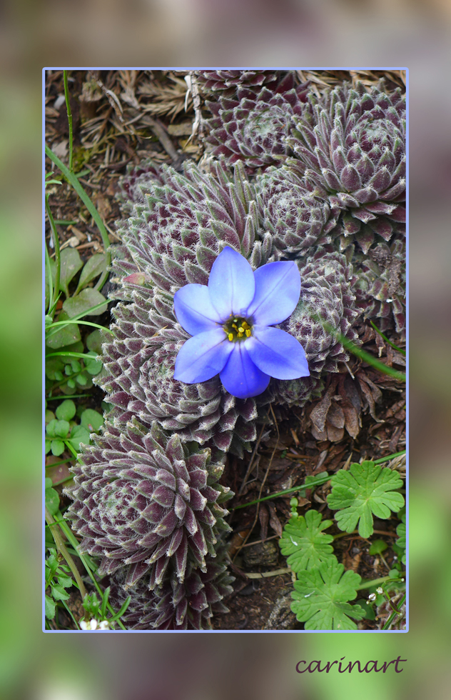 Fleur bleue  /  Blaue Blüte