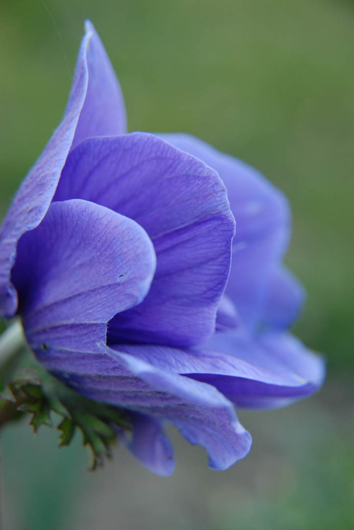 fleur bleue bokhet