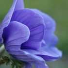 fleur bleue bokhet