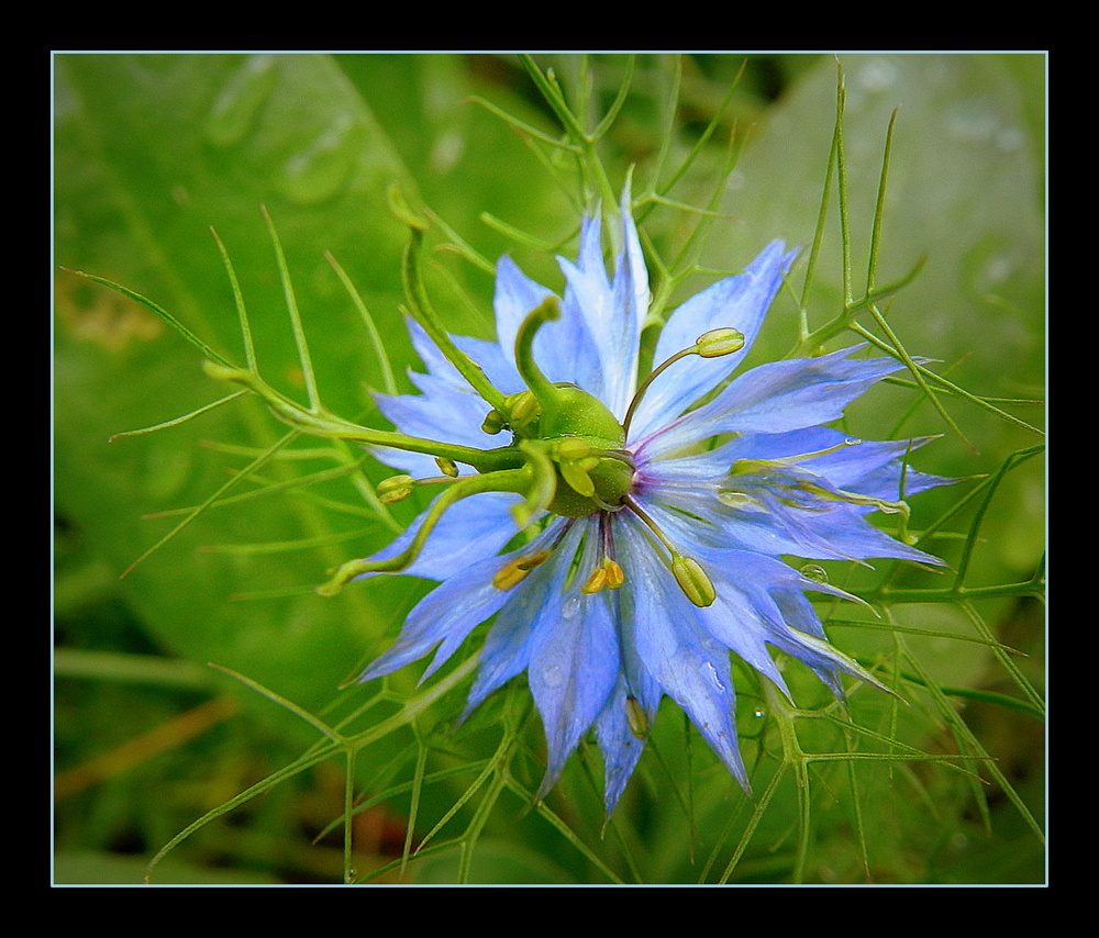 fleur bleue