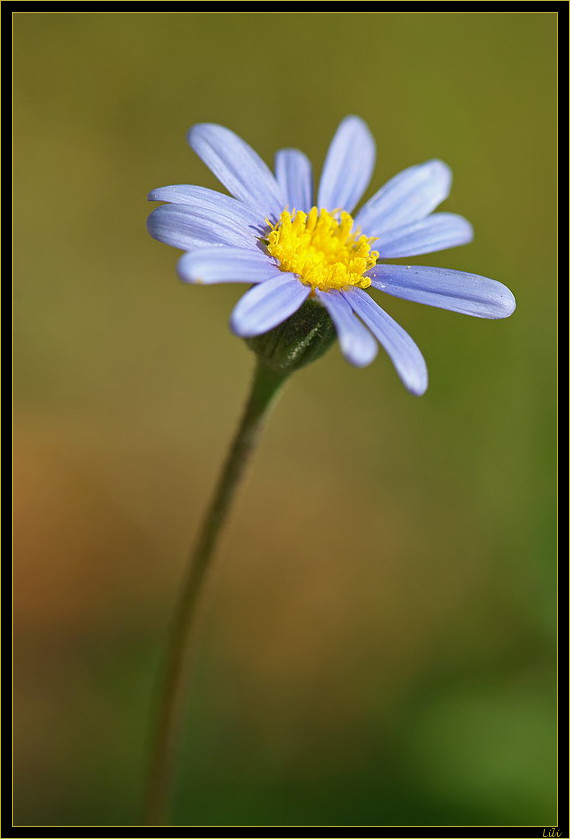 fleur bleue